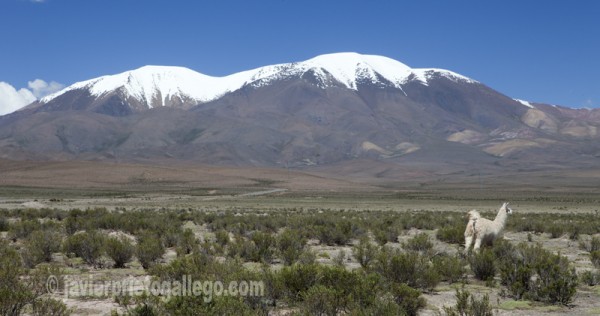 Llamas y nevados en la Puna salteña cerca de San Antonio de los Cobres. Provincia de Salta. Argentina © Javier Prieto Gallego