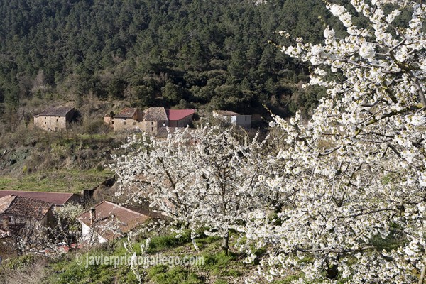 Cerezos en flor en la localidad de Hozabejas. Valle de Las Caderechas. La Bureba. Burgos. Castilla y León. España. © Javier Prieto Gallego