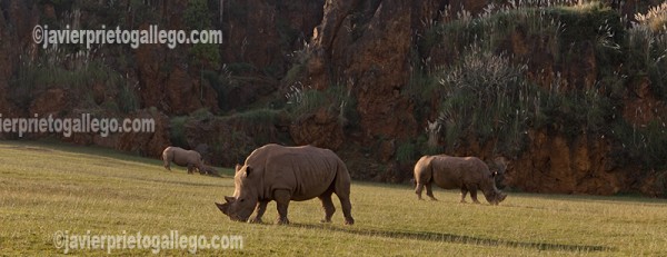 Rinocerontes. Parque de la Naturaleza de Cabárceno. Cantabria. España © Javier Prieto Gallego
