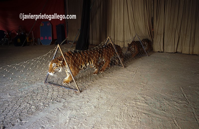 Los tigres hacia las jaulas, salen de la pista tras la actuación.  [Valladolid. Castilla y León. España.© Javier Prieto Gallego] 