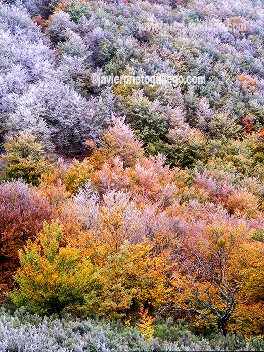 Helada otoñal en un hayedo de la sierra de Ayllón. [Hayedo de La Pedrosa. Segovia. Javier Prieto Gallego]