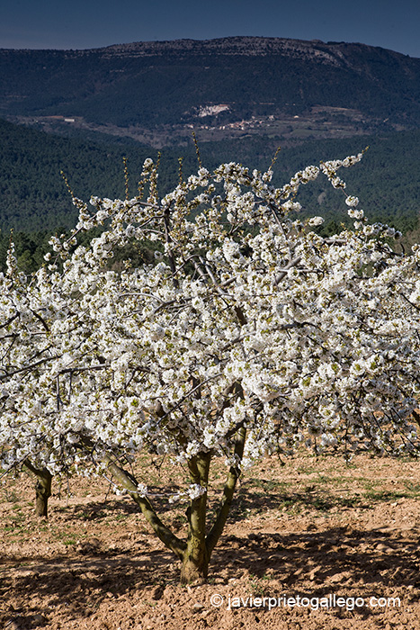 Cerezas en flor. Valle de Las Caderechas. La Bureba. Burgos. Castilla y León. España. © Javier Prieto Gallego