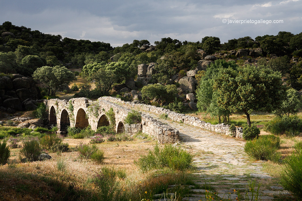 Dehesa de Las Aldehuelas. Puente Mocho. Cerca de Ledesma. Salamanca. Castilla y León. España. © Javier Prieto Gallego