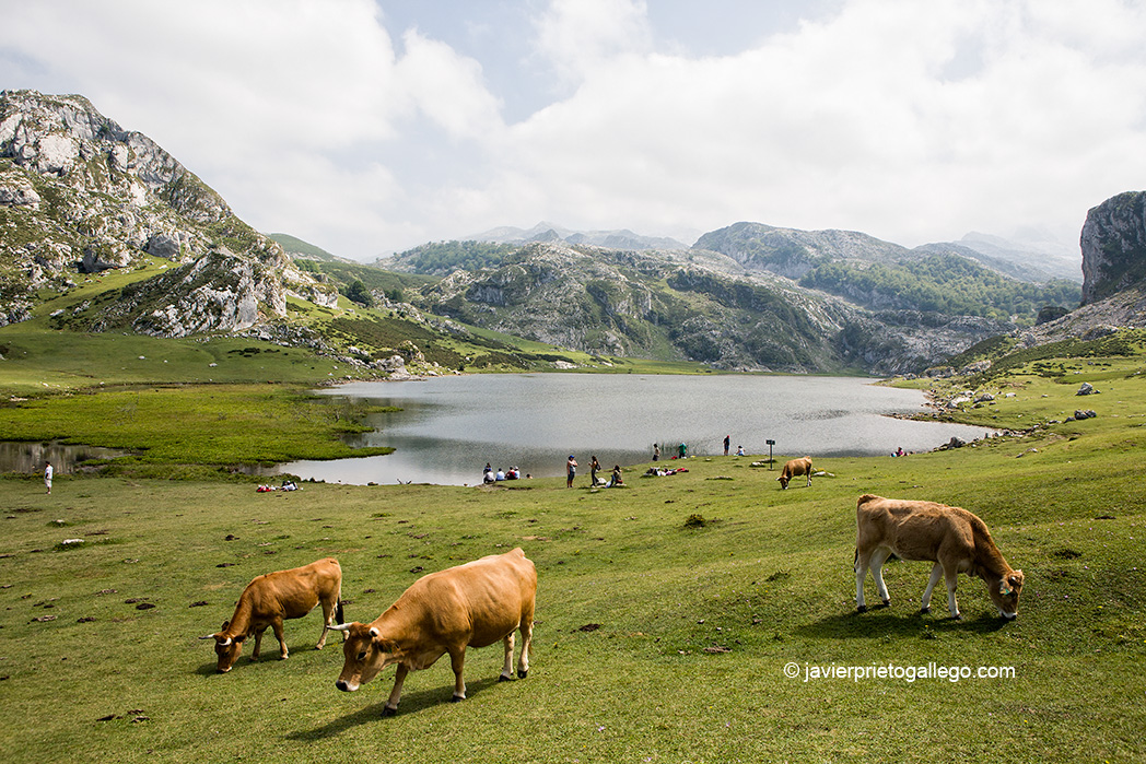 Lago Ercina. Parque Nacional de los Picos de Europa. Asturias. España © Javier Prieto Gallego