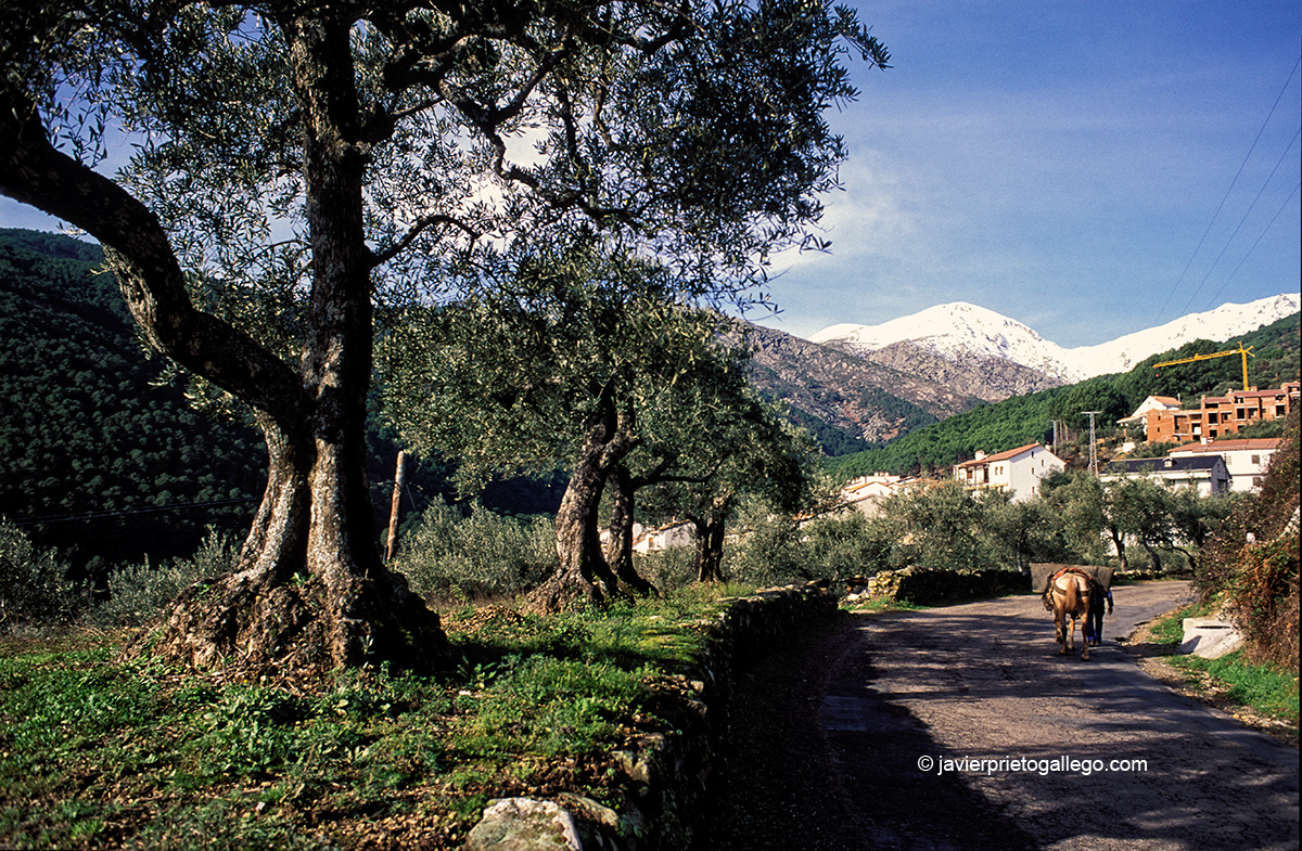 Guisando. Ávila. Castilla y León. España © Javier Prieto Gallego
